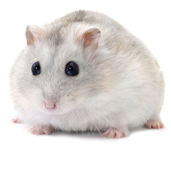 Meet your Posher, Devlan - Picture 1 of 1